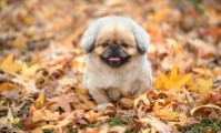 doggy autumn sydney autumn freddy - jigsaw puzzle