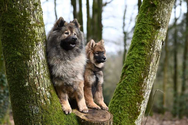 Eurasian dog standing on tree stump - jigsaw puzzle