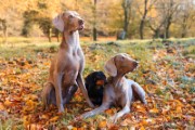 dogs canines weimaraners dachshund - jigsaw puzzle