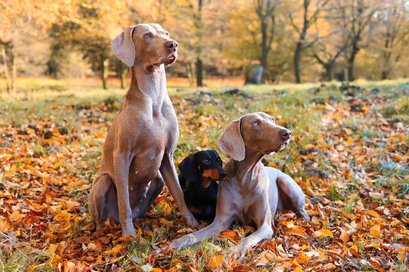 dogs canines weimaraners dachshund - jigsaw puzzle