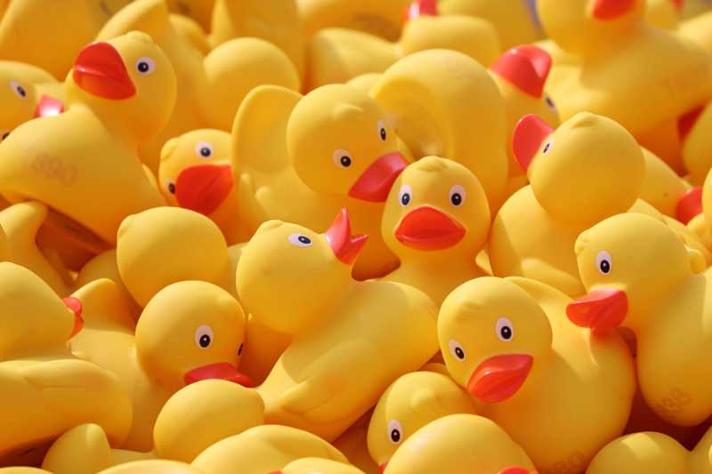 duck meet ducks rubber ducks - jigsaw puzzle