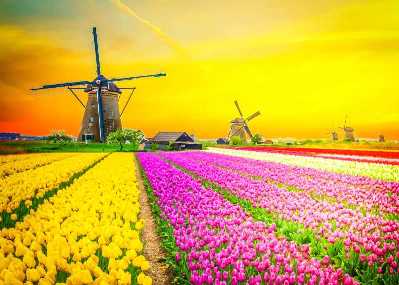 Dutch windmill over colorful yellow tulips field on sunset