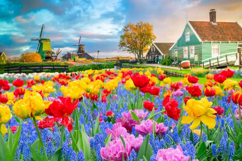 Dutch Windmills and Tulip Fields
