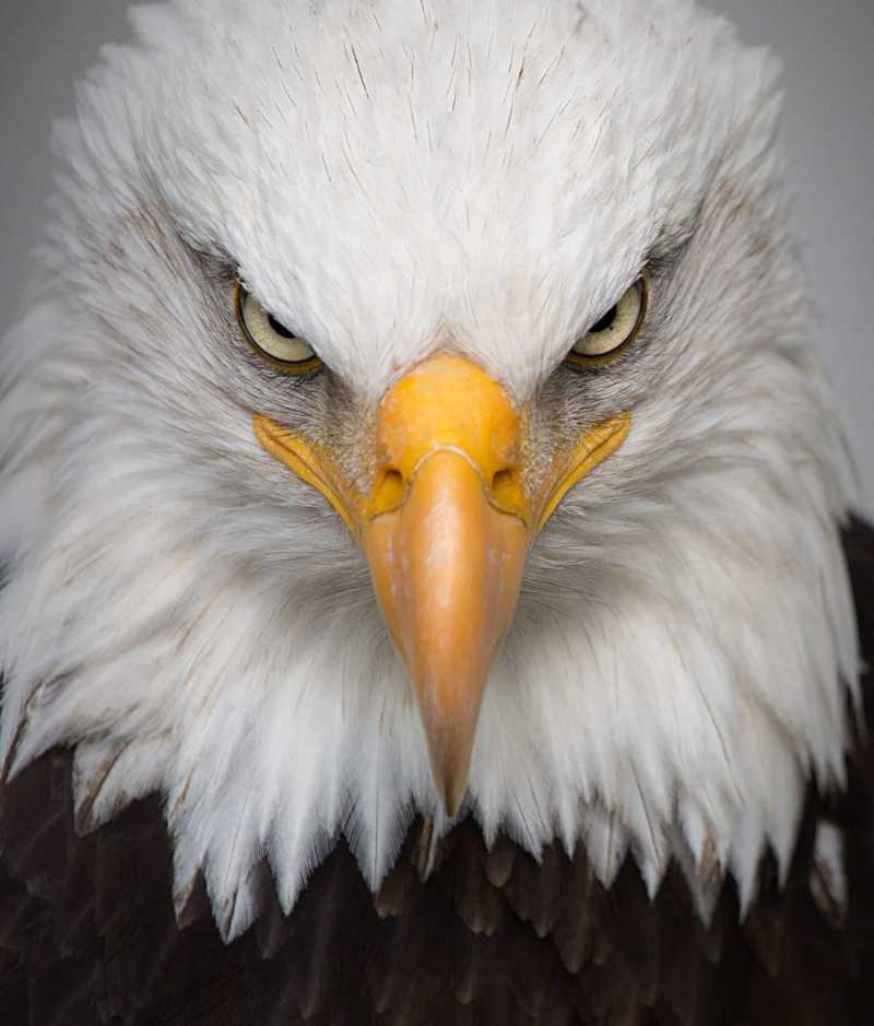 eagle portrait wild bird nature - jigsaw puzzle