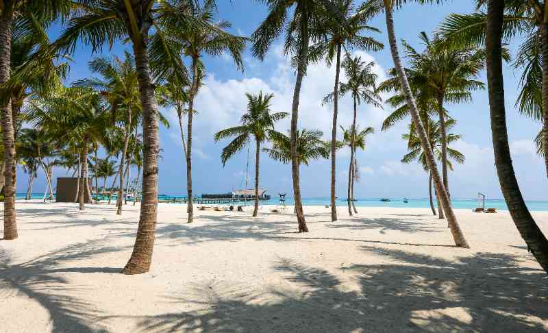 photo of beach and palm trees - jigsaw puzzle