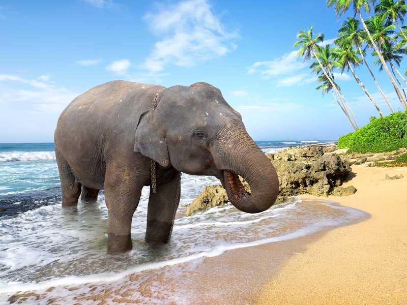 Elefant steht an einem Strand in der Nähe des Ozeans