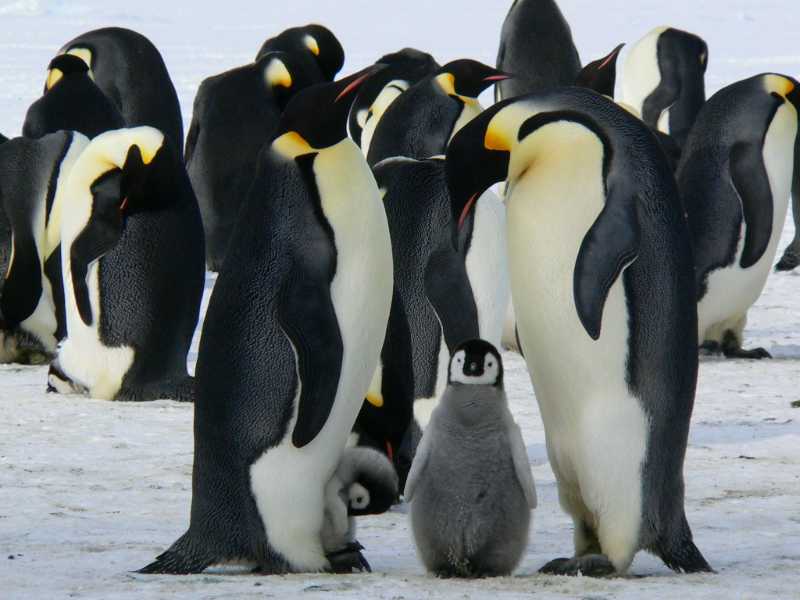 emperor penguins baby penguin birds - jigsaw puzzle