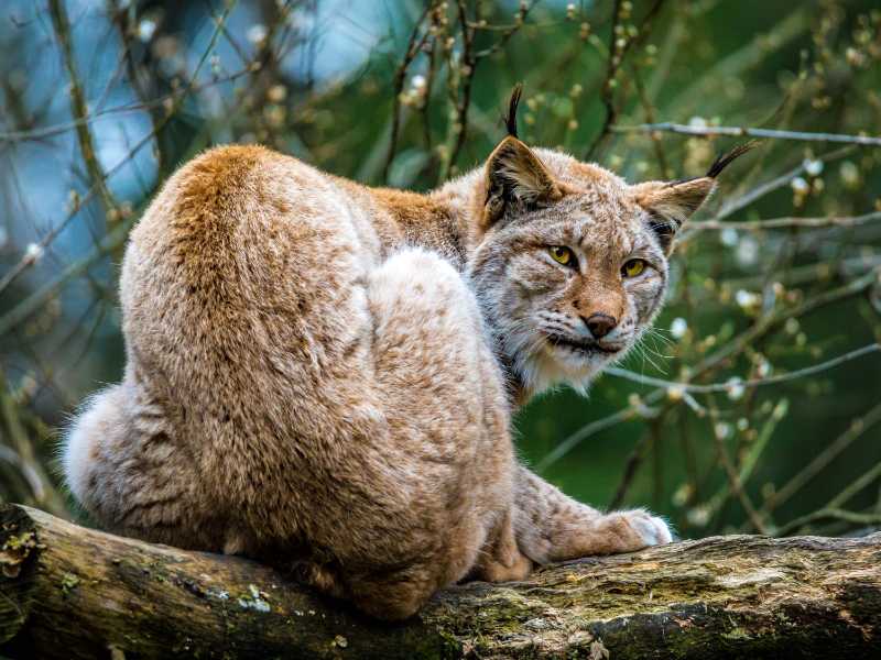 Lynx eurasien regardant en arrière depuis une branche d'arbre