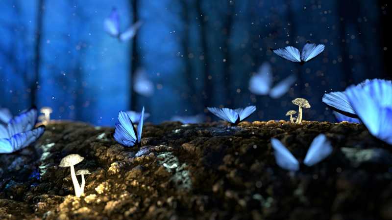 Fantasy forest scene with glowing blue butterflies and magic mushrooms at night