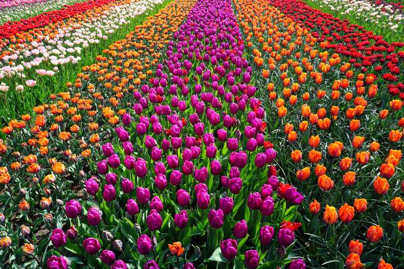 field of flowers tulips holland - jigsaw puzzle