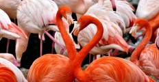 flamingo bird multicoloured - jigsaw puzzle