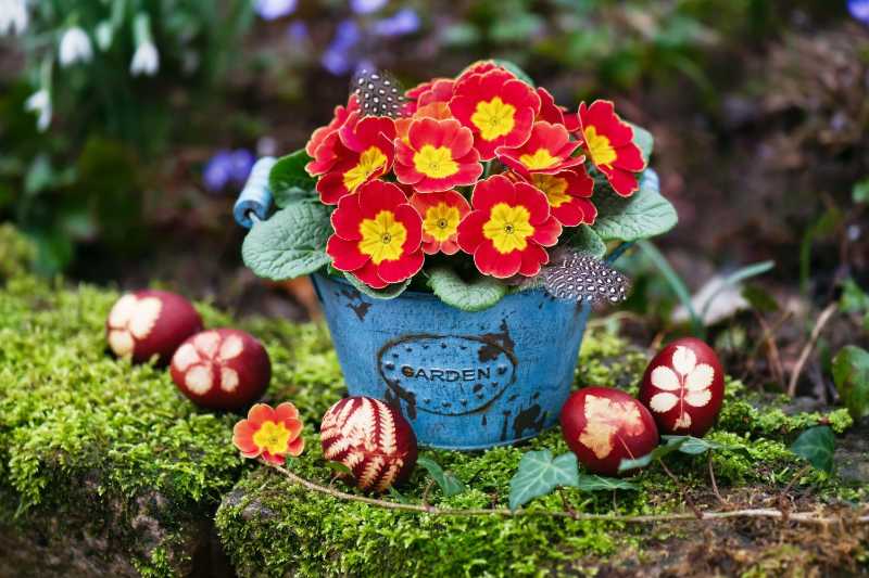 Floristic arrangement with yellow orange primula flowers in a vintage old turquoise pot

