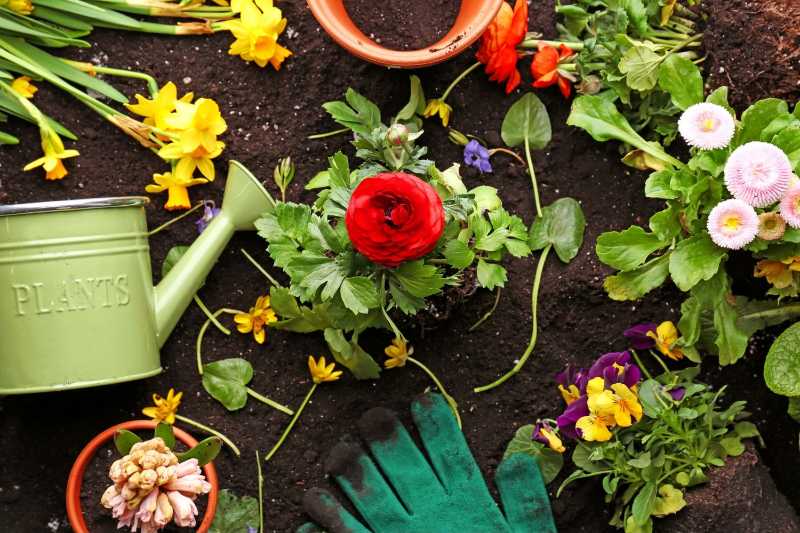 Fleurs et outils de jardinage sur fond de sol