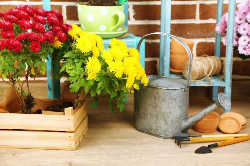 Flowers in pot on chair potting soil watering can and plants on floor