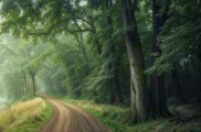 forest pathway lush greenery - jigsaw puzzle