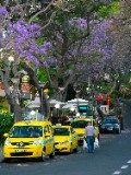 Funchal Street View with Yellow Taxis and Jacaranda Trees - jigsaw puzzle