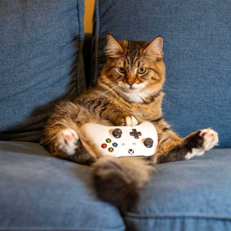 Funny Cat Holding Video Game Controller on Couch