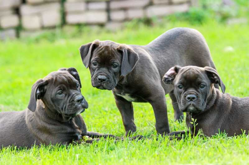 garden animals puppies pitbulls - jigsaw puzzle