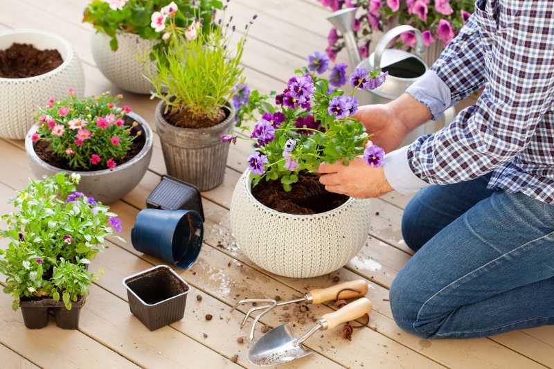 Gardener planting pansy lavender flowers in flower pot in garden on terrace