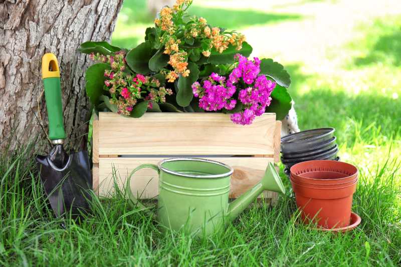 Gardening Supplies and Vibrant Kalanchoe Plants on a Green Lawn