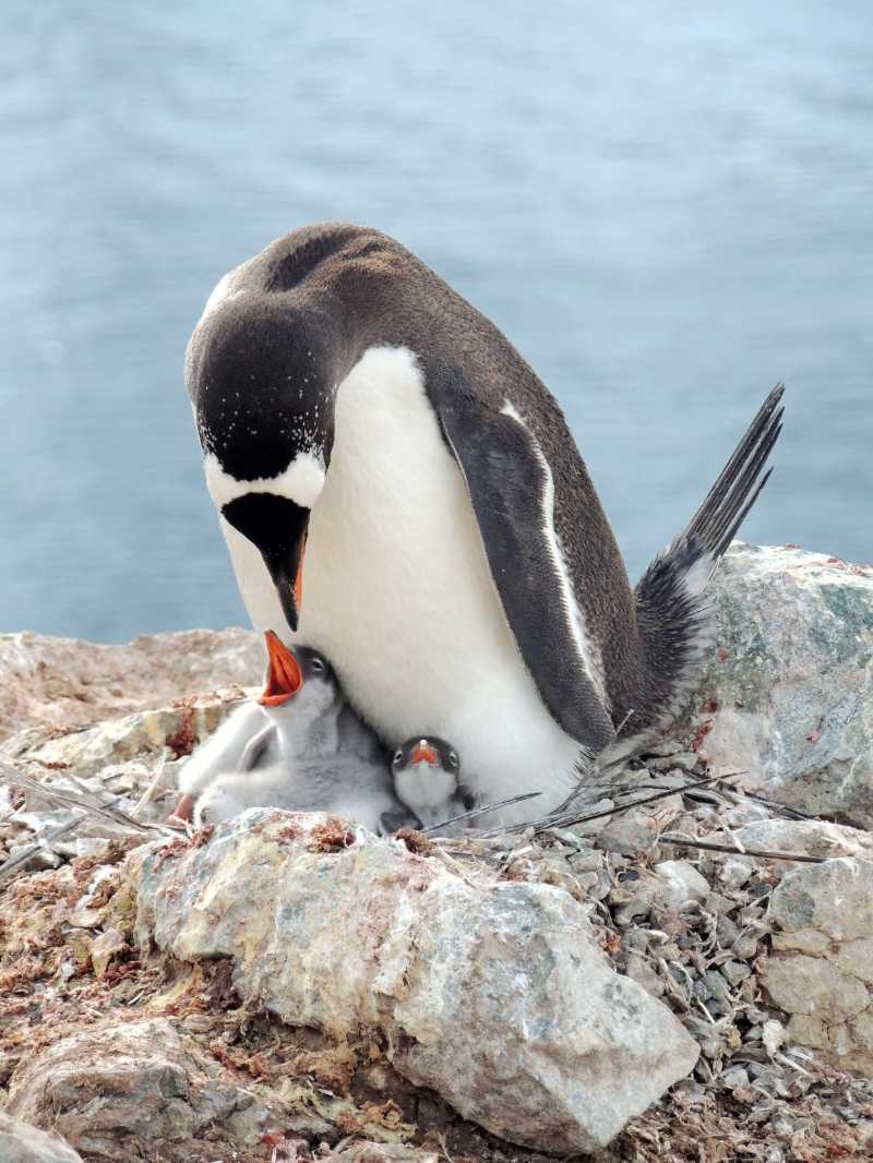 gentoo penguin penguin bird animal - jigsaw puzzle