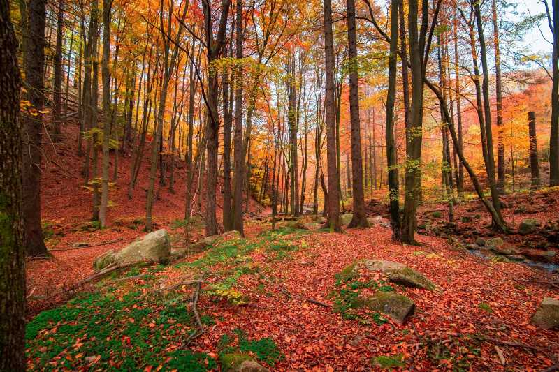 Golden Autumn Forest with Vibrant leaves