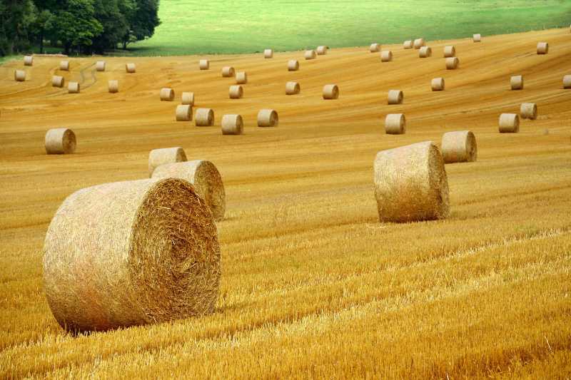 Golden Hay Bales in Harvested Wheat Field