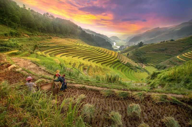 Golden Hour Farming Workers in the Lush Green Terraced Rice Fields