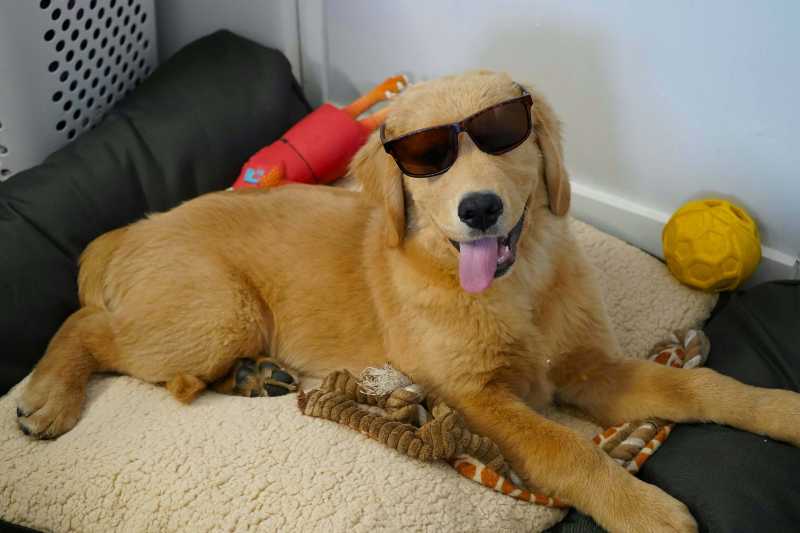Golden retriever con gafas de sol en una cama