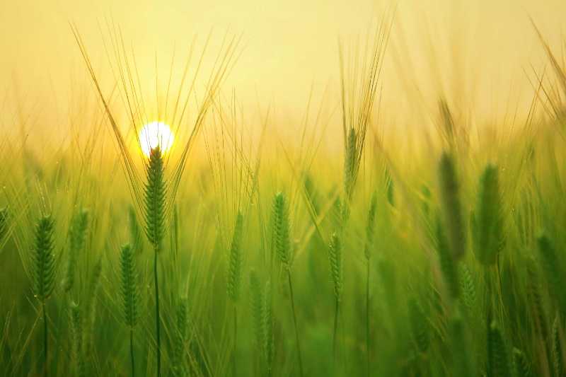 Golden Summer Sunrise Peeking Through Green Wheat Field