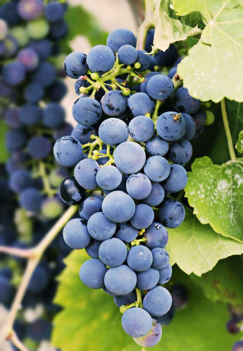 grapes fruits food fresh healthy - jigsaw puzzle