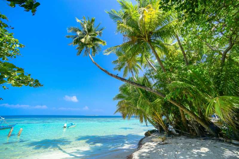 Green Palm Trees on the Beach
