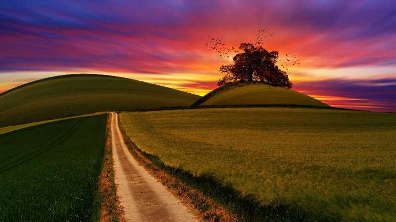 Green Rice Field