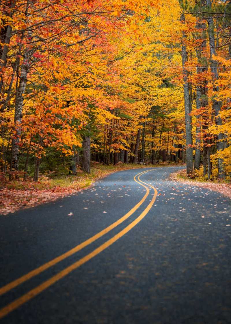 grey concrete road between orange leafed trees - jigsaw puzzle