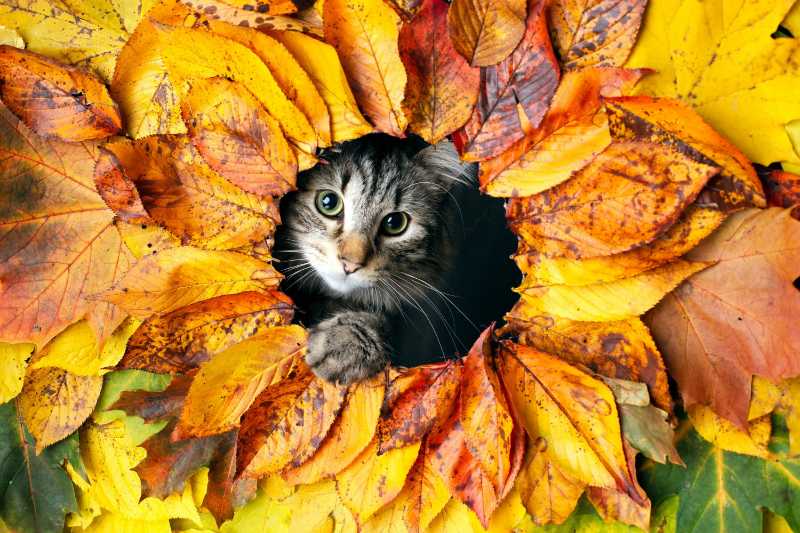 grey tabby kitten on orange leaves - jigsaw puzzle