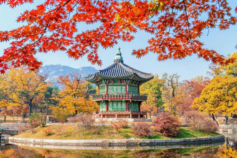 韓国の秋の景北宮とカエデの木