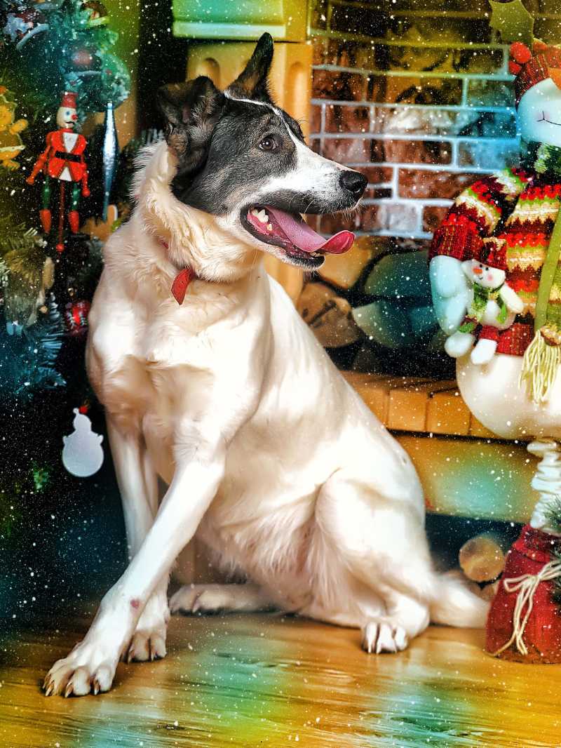 クリスマスツリーのそばでポーズをとる幸せそうな犬
