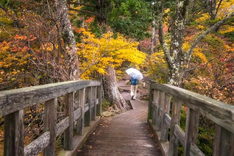 Hiker Crossing Wooden Bridge in Autumn Forest with Umbrella