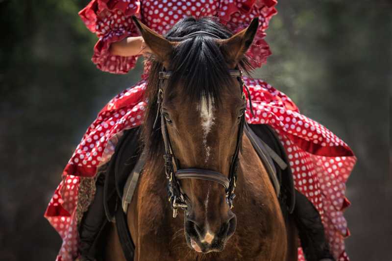 horse horse head horseback riding - jigsaw puzzle