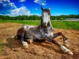 horse lying down farm countryside - jigsaw puzzle