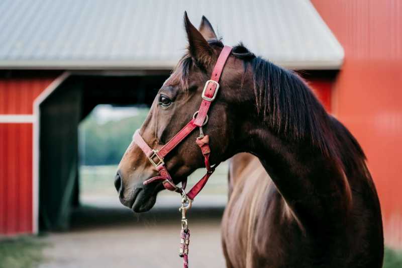 horse animal equine mammal - jigsaw puzzle