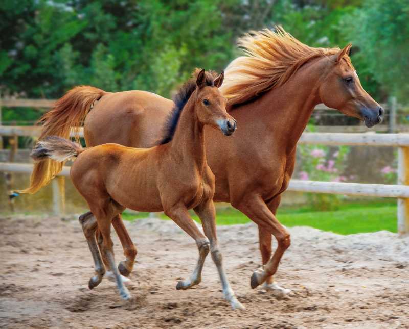 horse purebred foal pure arab blood - jigsaw puzzle