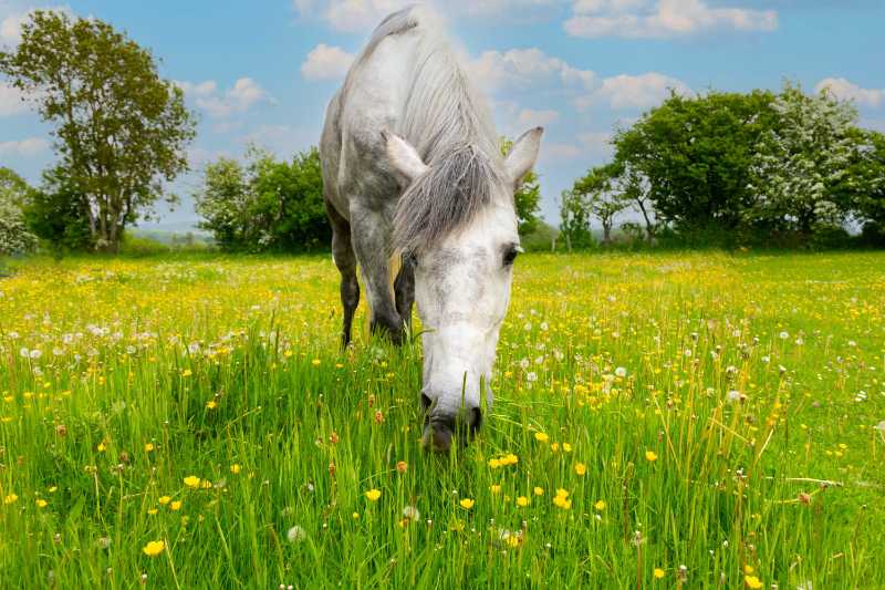 horse eating in flower filled meadow on a summers day - jigsaw puzzle