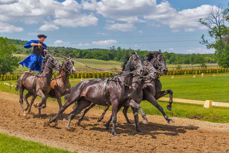 Cavaleiro realizando show tradicional de condução de carruagem puxada por cavalos