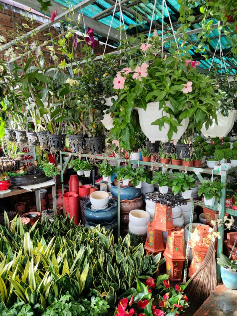 Zimmerpflanzen in Töpfen im Gartengeschäft