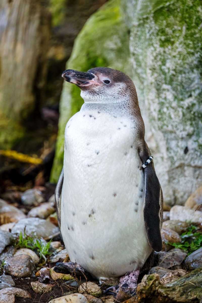 humboldt penguin penguin bird - jigsaw puzzle