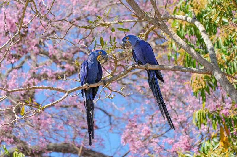 Hyacinth macaw couple under a Pink tree in Brazil
