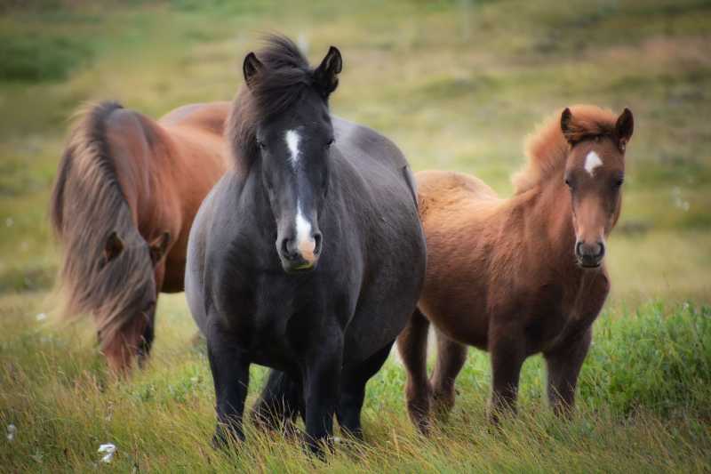 iceland icelandic horse horses - jigsaw puzzle