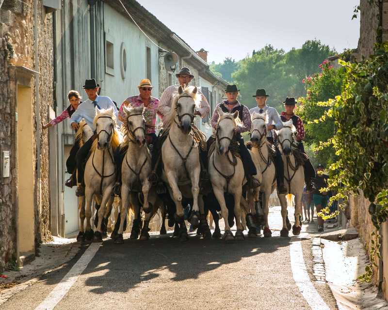 Iconic Camargue Horses Race