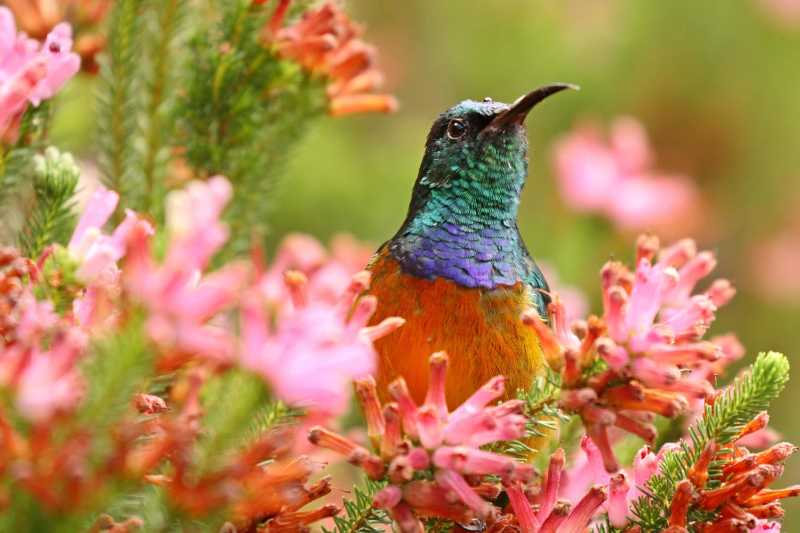 Iridescent Sunbird Close-up Vibrant Wildlife Photography with Pink Erica Flowers